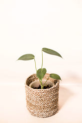 Homalomena havinlandii